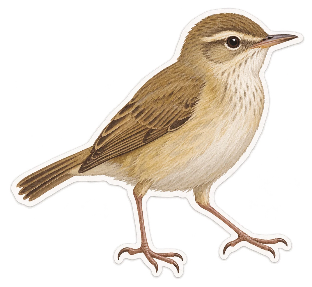 La rousserolle des buissons (Acrocephalus dumetorum)