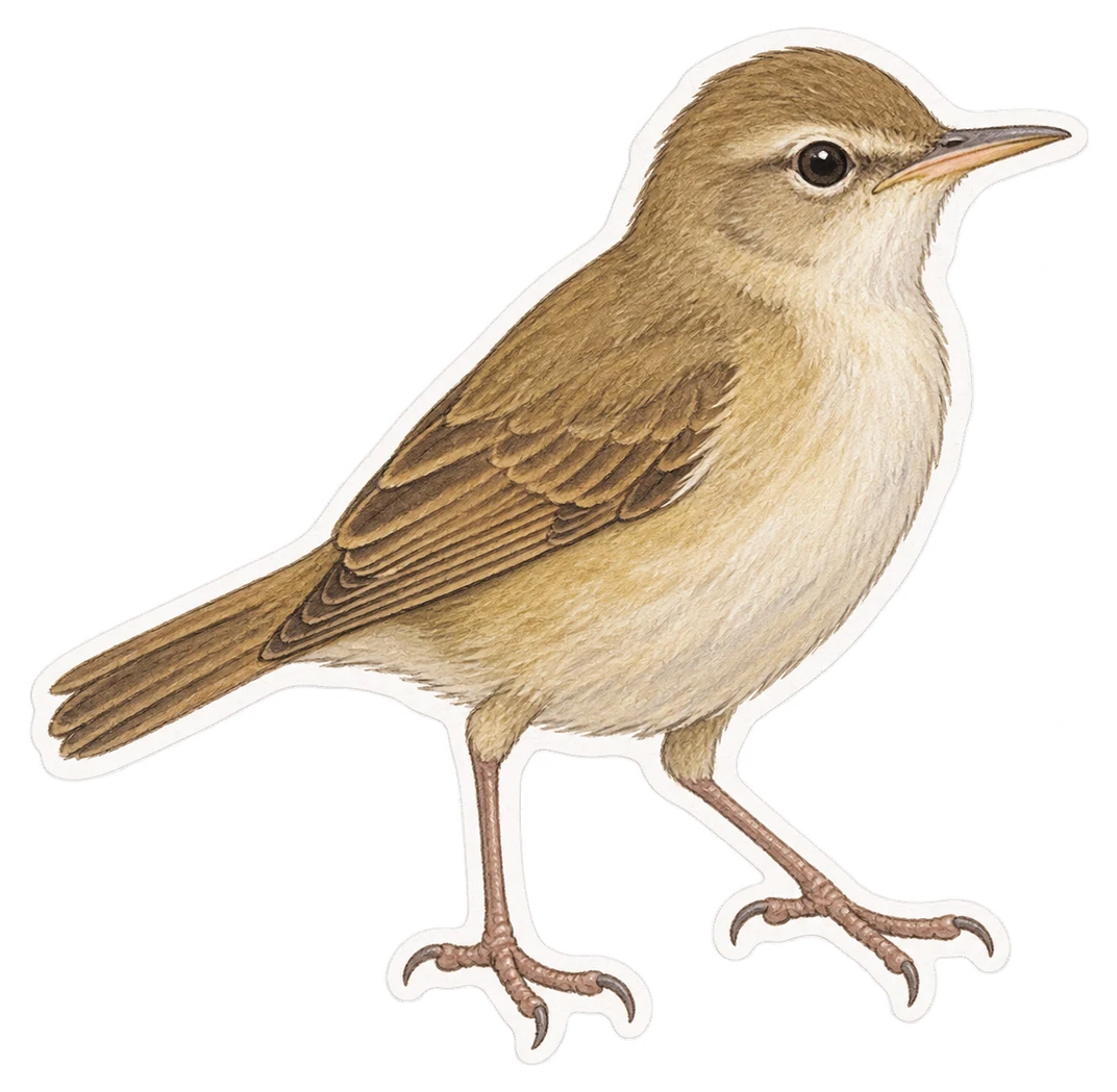 La rousserolle verderolle (Acrocephalus palustris)