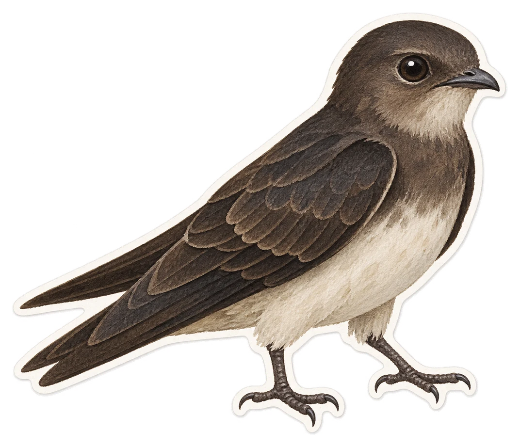 La salangane à nid blanc (Aerodramus fuciphagus)