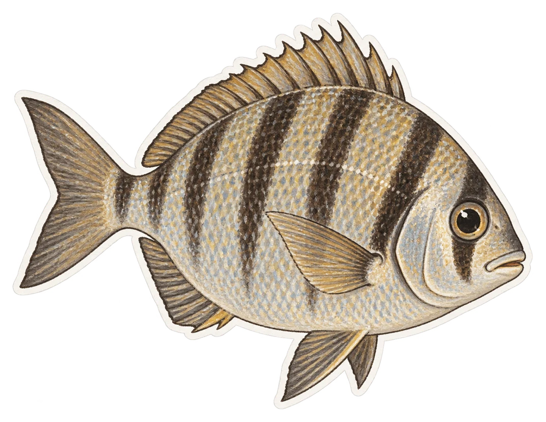 Le sar tambour (Diplodus cervinus)