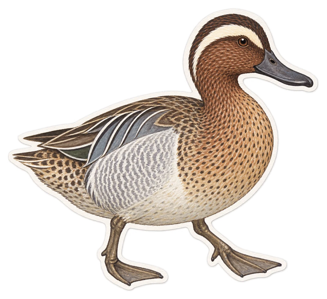 La sarcelle d’été (Spatula querquedula)