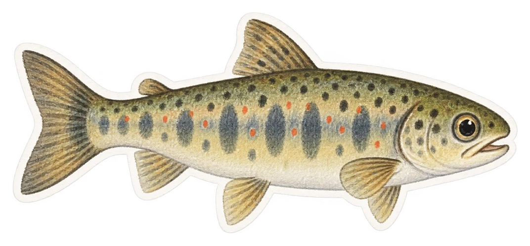 Le petit du saumon
