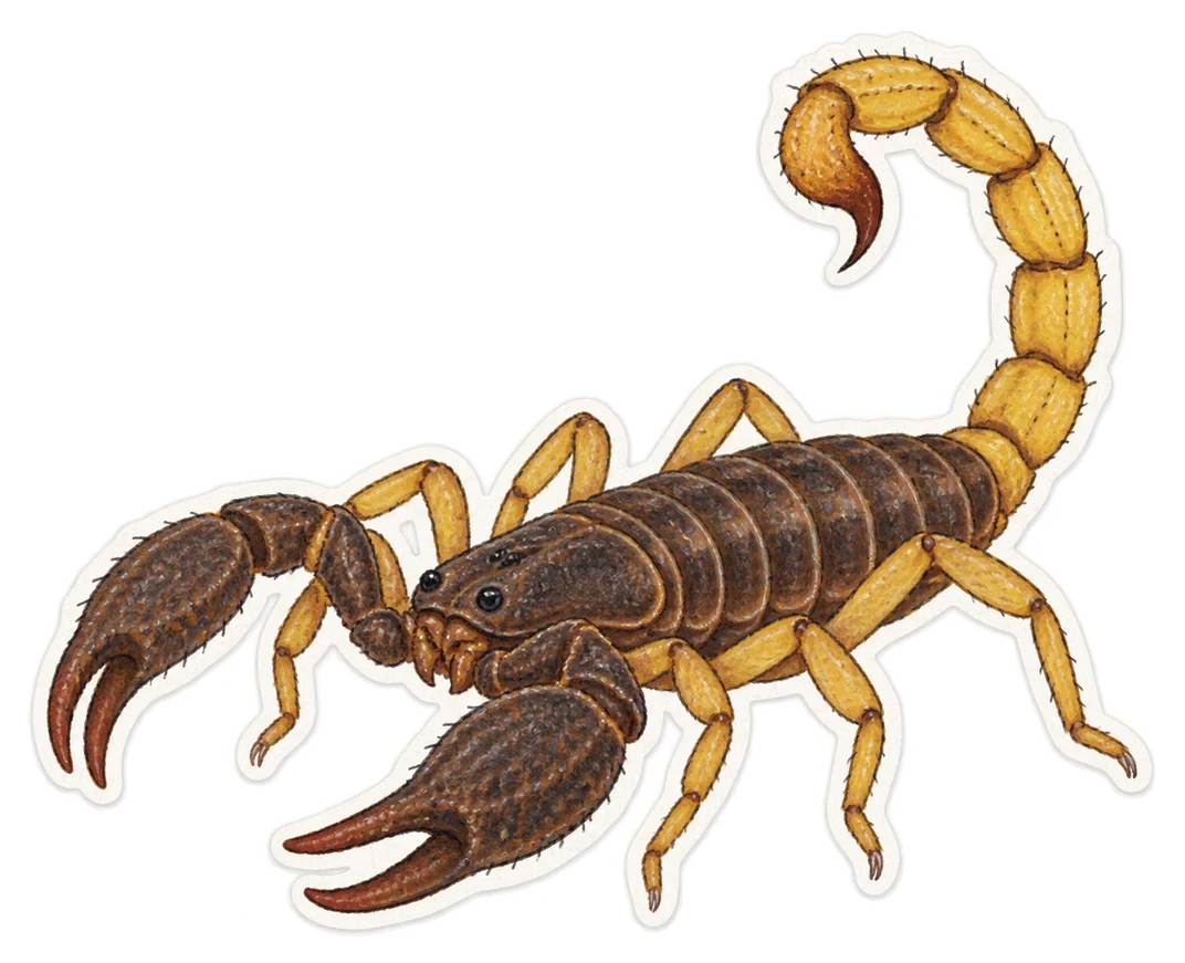 Le scorpion à queue jaune (Tetratrichobothrius flavicaudis)