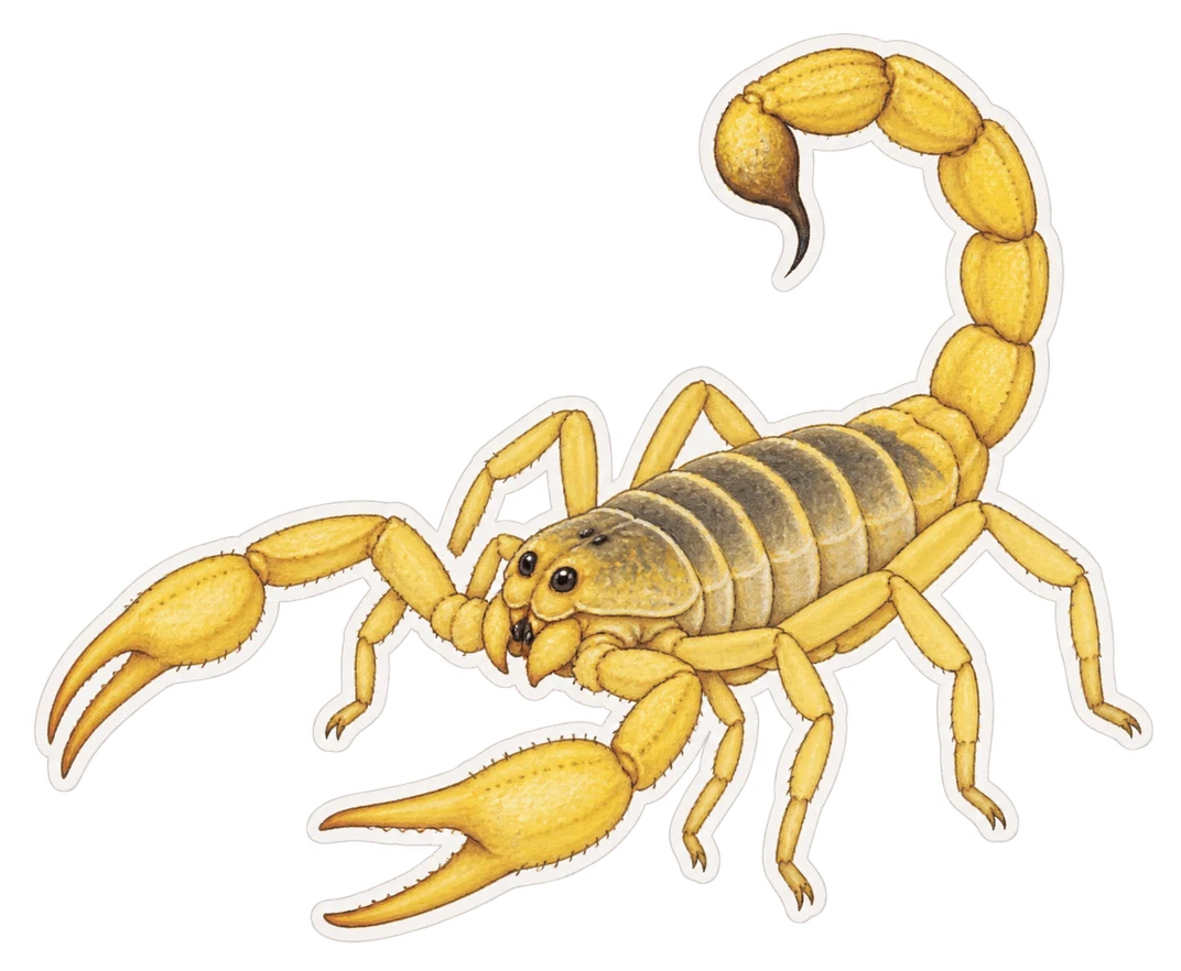 Le scorpion jaune de Palestine (Leiurus quinquestriatus)