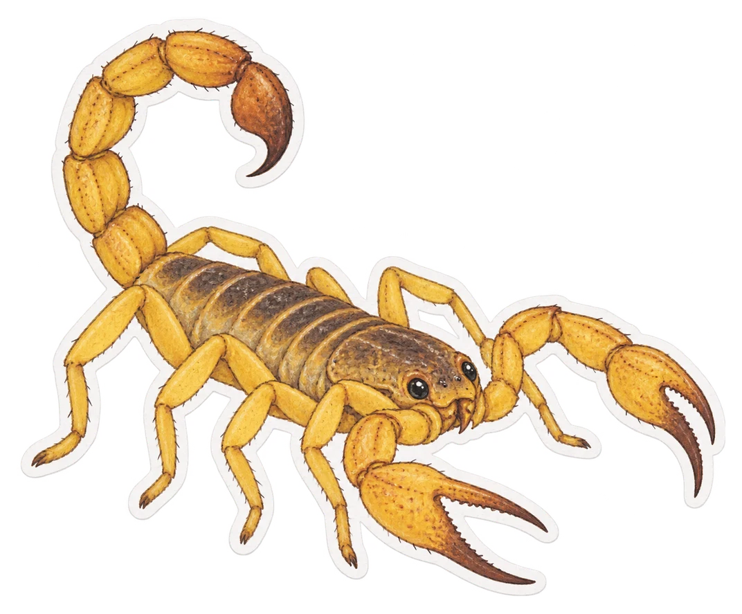 Le scorpion jaune du Brésil (Tityus serrulatus)