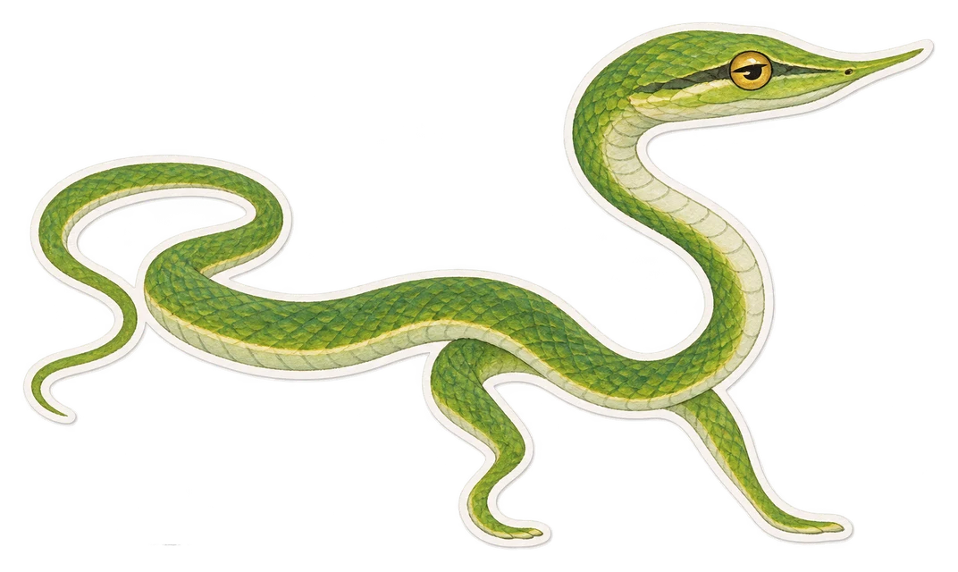Le serpent-liane vert (Ahaetulla prasina)