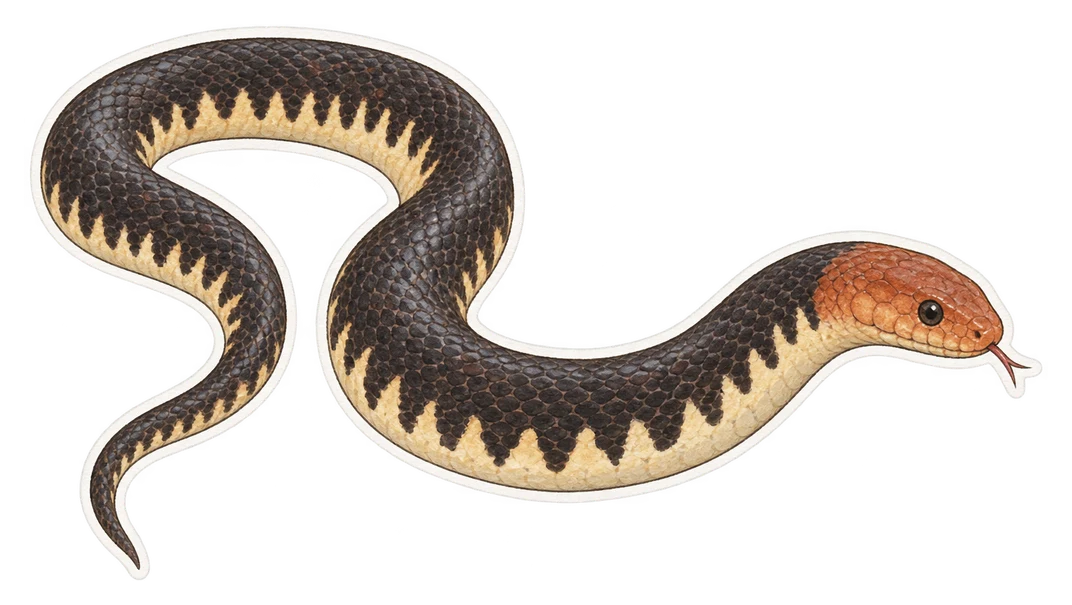 Le serpent-tuyau à queue rouge (Cylindrophis ruffus)