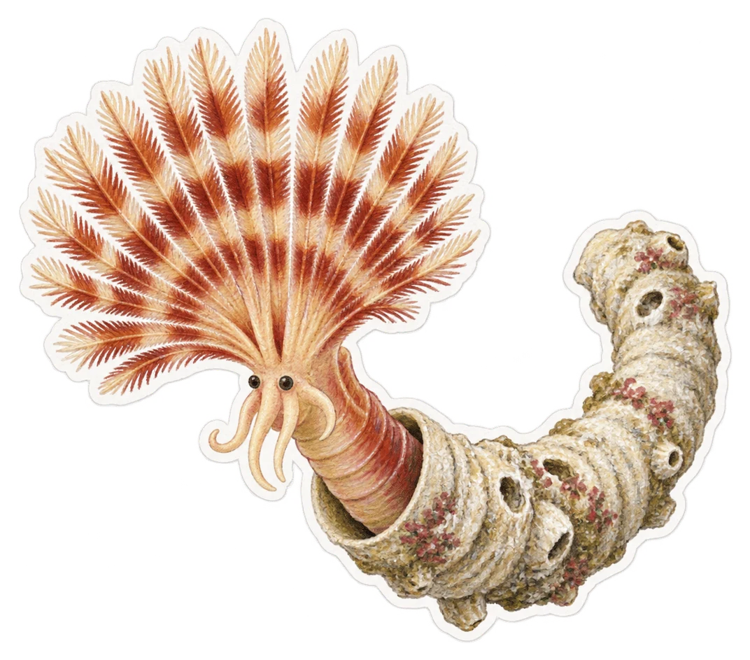 La serpule commune (Serpula vermicularis)