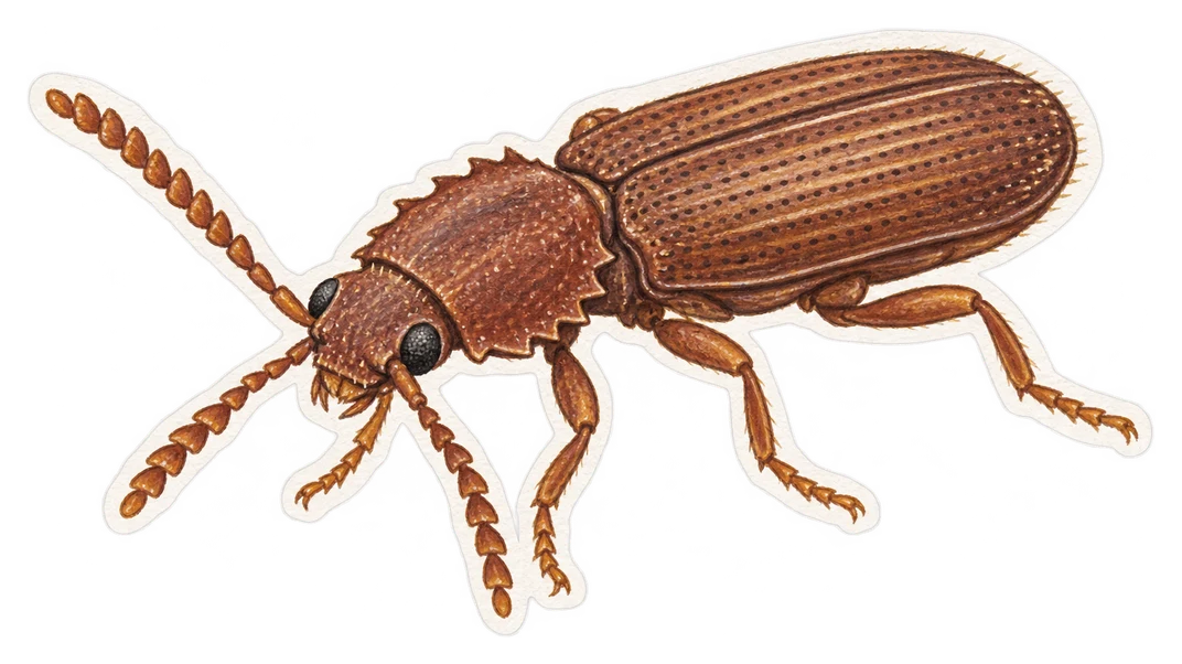 Le silvain dentelé (Oryzaephilus surinamensis)