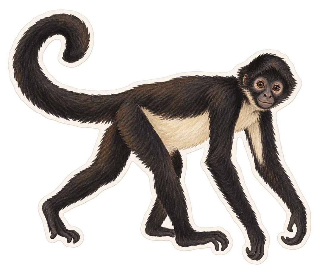 Le singe-araignée à ventre blanc (Ateles belzebuth)