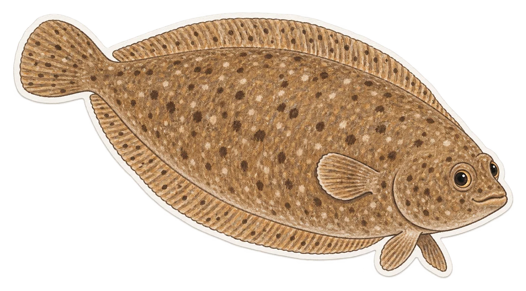 La sole du Sénégal (Solea senegalensis)
