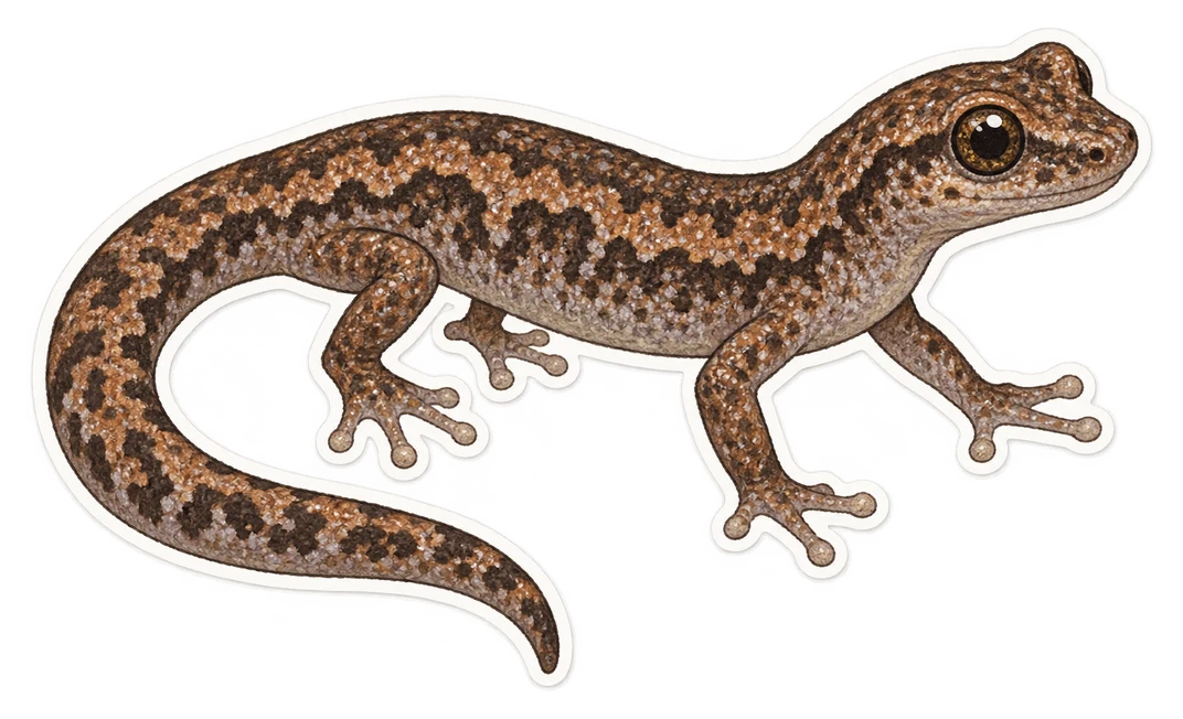 La spéléomante de Strinati (Speleomantes strinatii)
