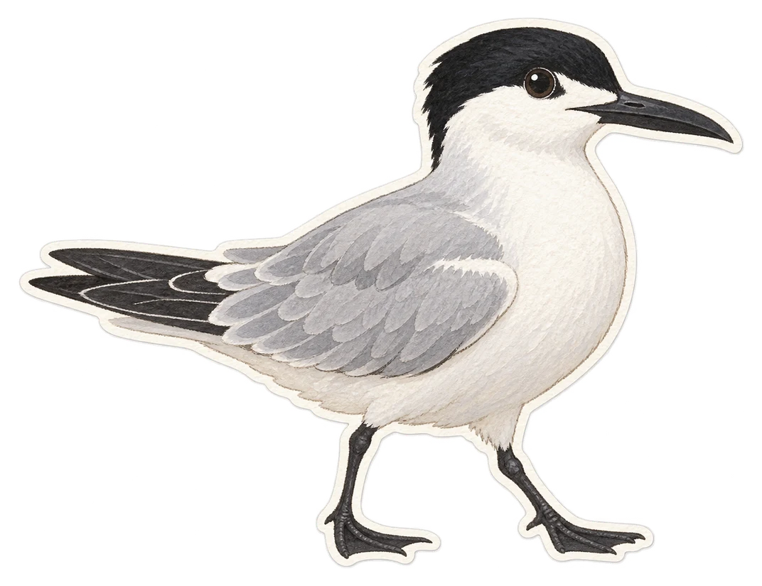 La sterne hansel (Gelochelidon nilotica)