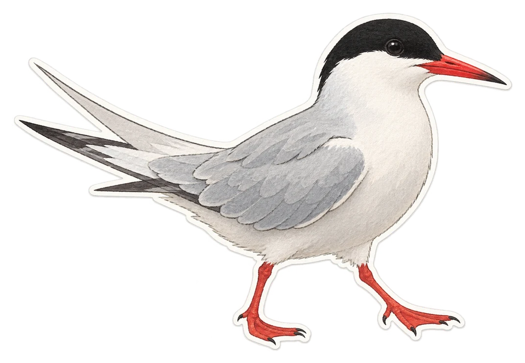 Sterne pierregarin