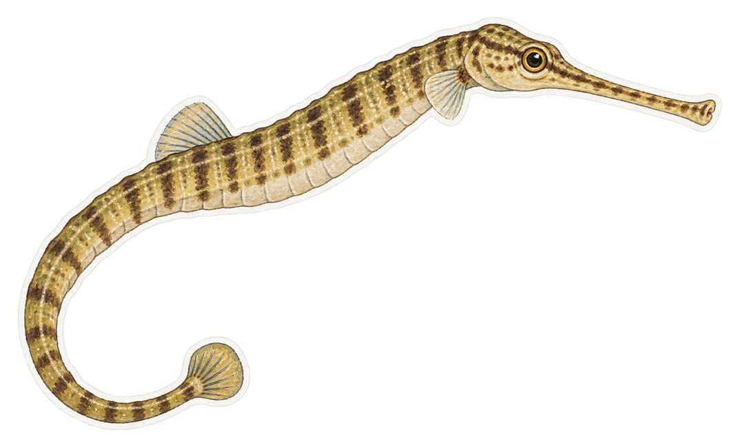 Le syngnathe à long museau (Syngnathus typhle)