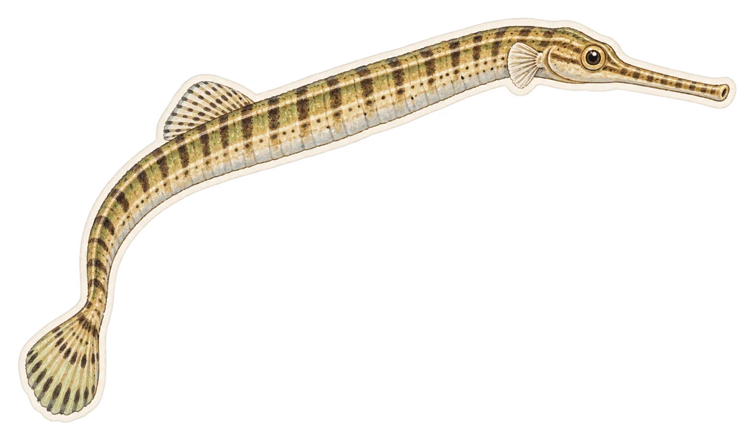 Le syngnathe aiguille (Syngnathus acus)