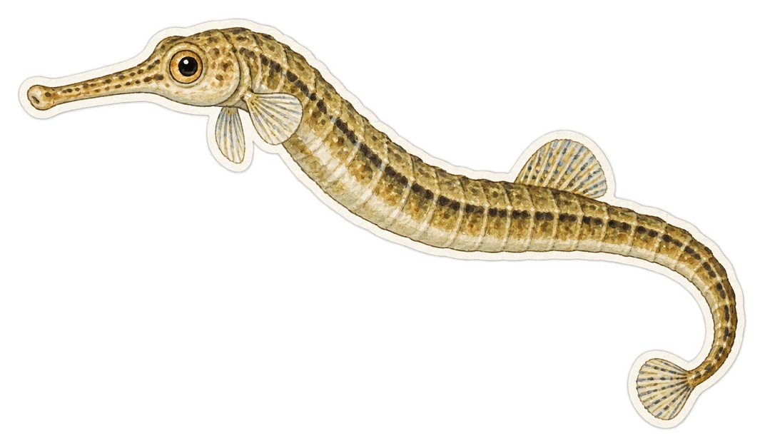 Le syngnathe de lagune (Syngnathus abaster)