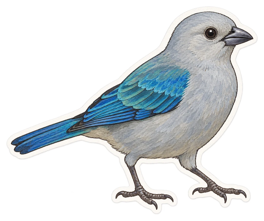 Le tangara des palmiers (Thraupis palmarum)