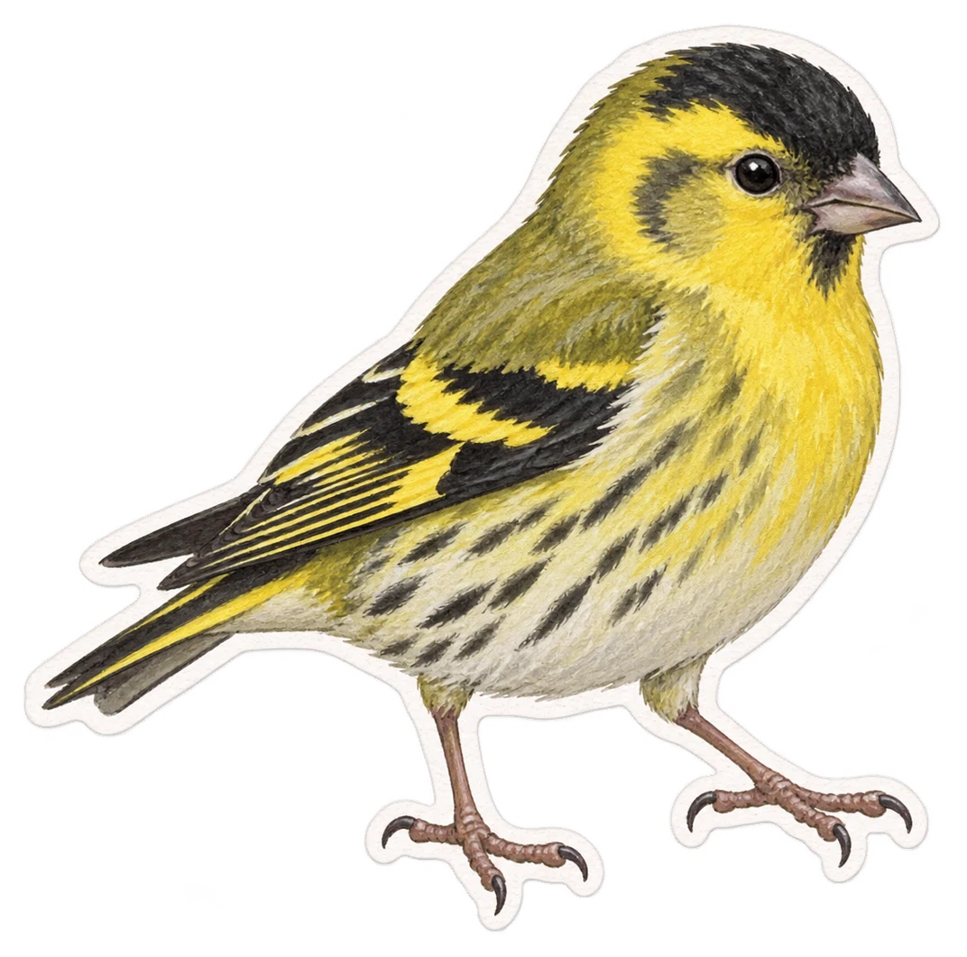 Le tarin des aulnes (Spinus spinus)