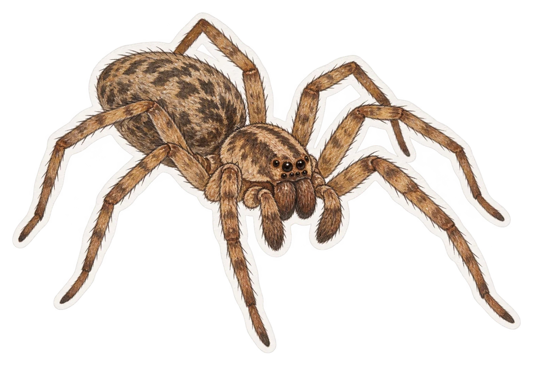 La tégénaire domestique (Tegenaria domestica)