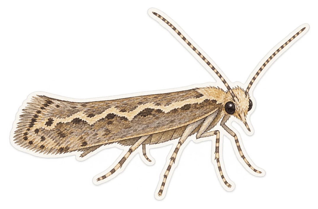 La teigne des crucifères (Plutella xylostella)