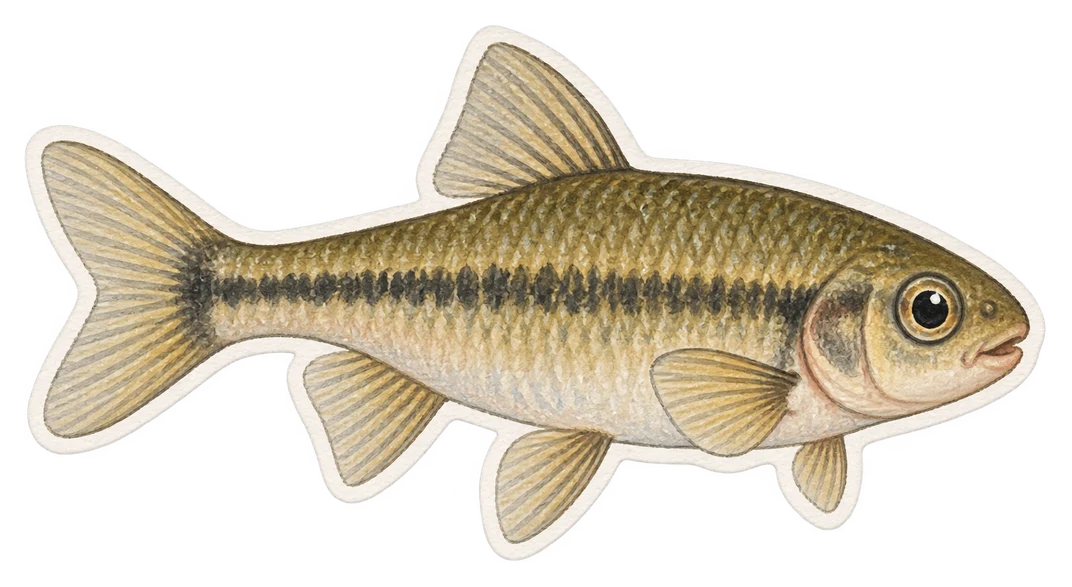 La tête-de-boule (Pimephales promelas)