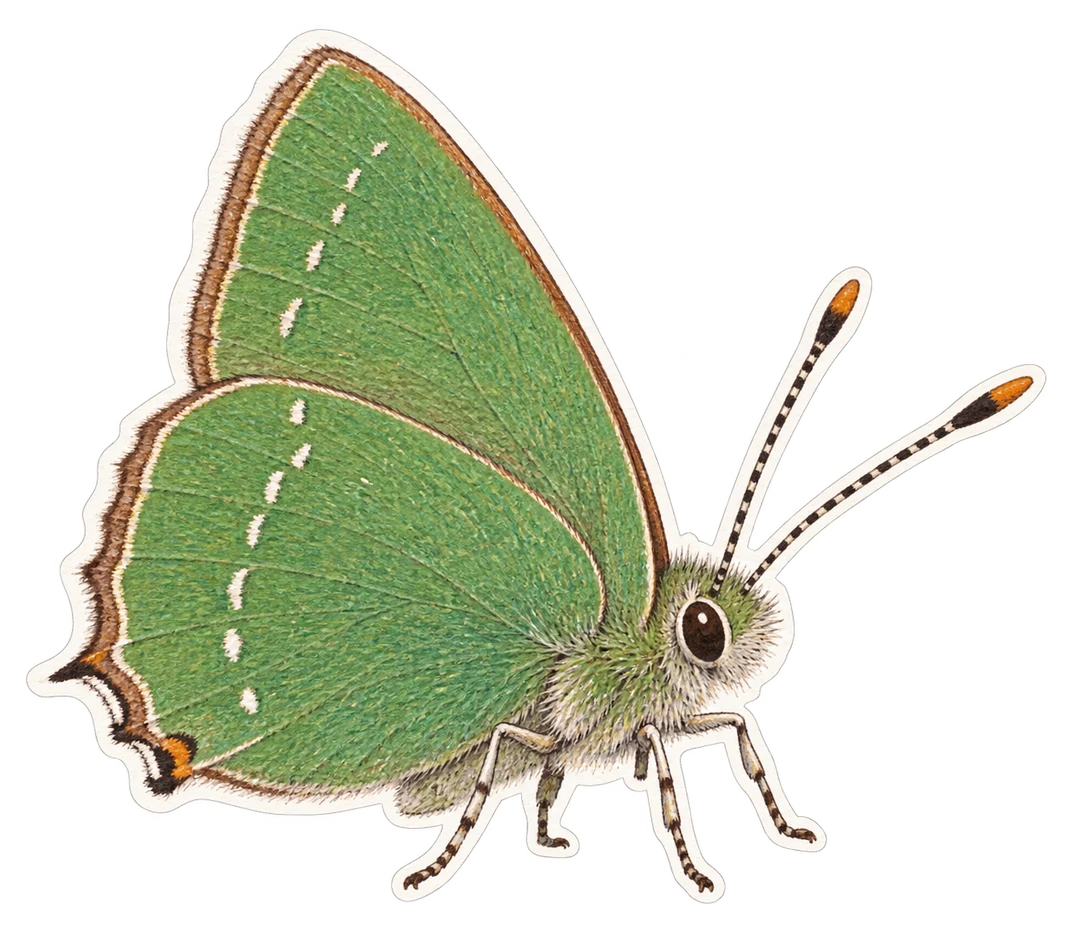 La thécla de la ronce (Callophrys rubi)