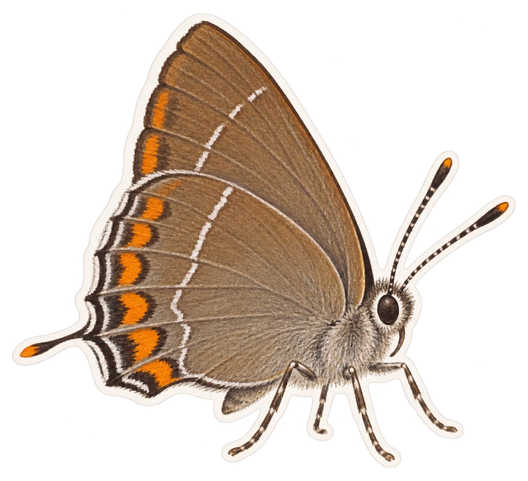La thécla du chêne (Favonius quercus)