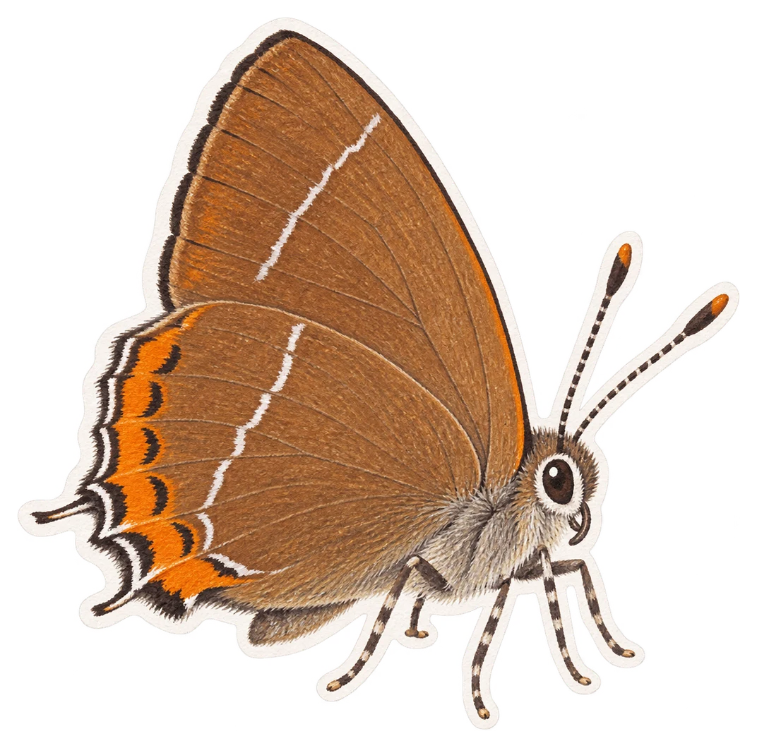La thècle du bouleau (Thecla betulae)