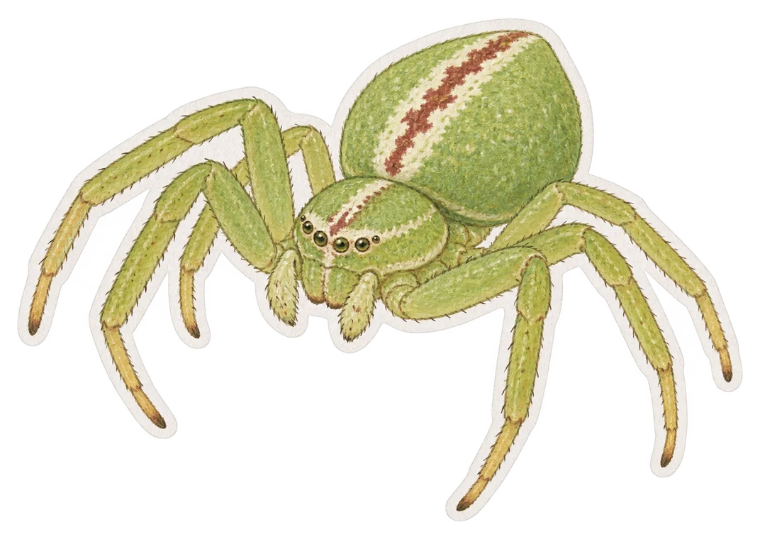 La thomise verte (Diaea dorsata)