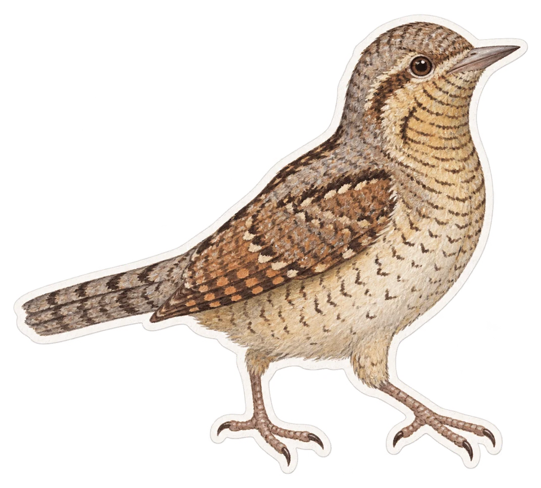 Le torcol fourmilier (Jynx torquilla)