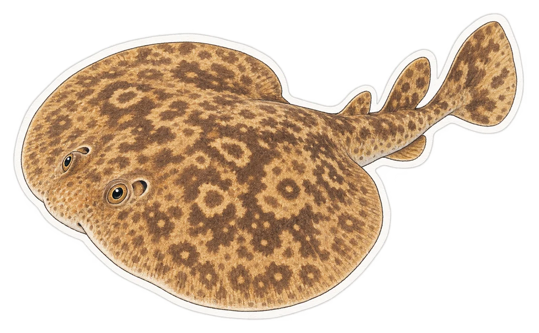 La torpille marbrée (Torpedo marmorata)