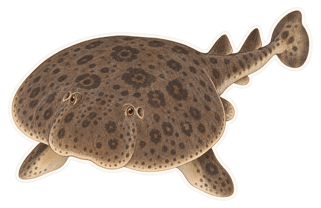 La torpille noire (Torpedo nobiliana)