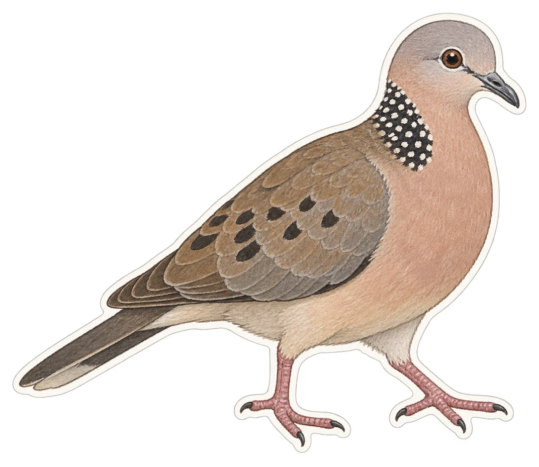 La tourterelle de Reichenow (Streptopelia reichenowi)