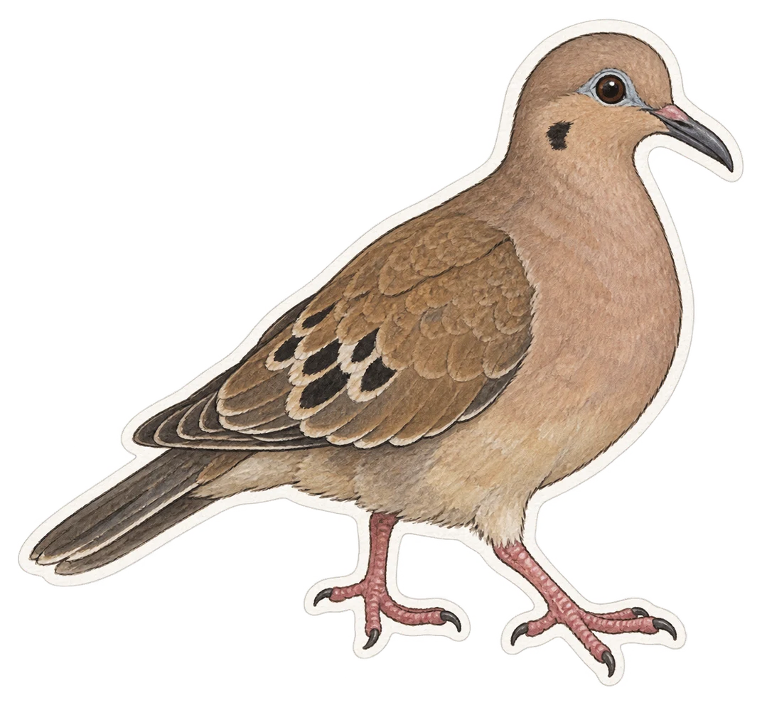 La tourterelle des Galápagos (Zenaida galapagoensis)