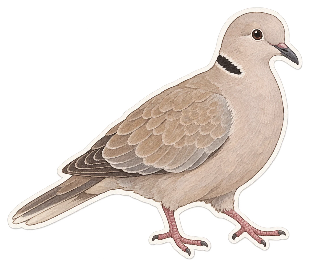 La tourterelle domestique (Streptopelia risoria)