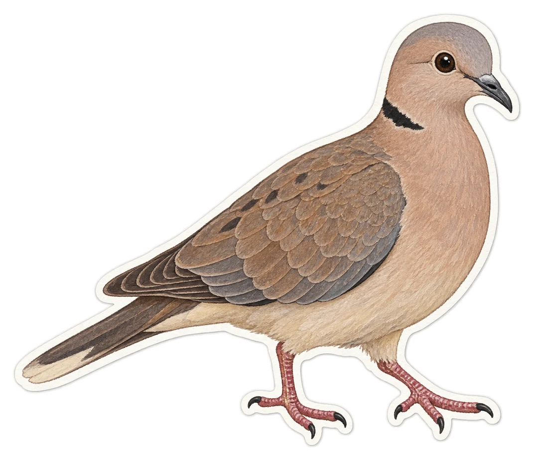 La tourterelle du Cap (Streptopelia capicola)