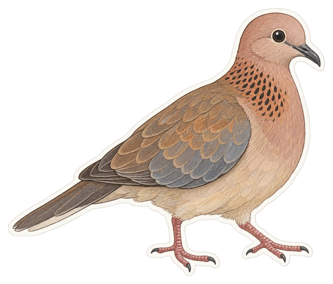 La tourterelle maillée (Spilopelia senegalensis)