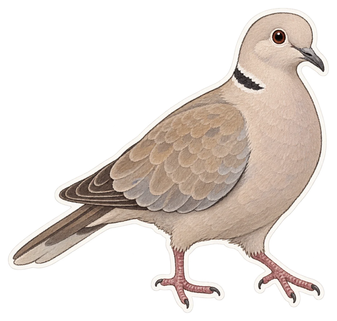 La tourterelle turque (Streptopelia decaocto)