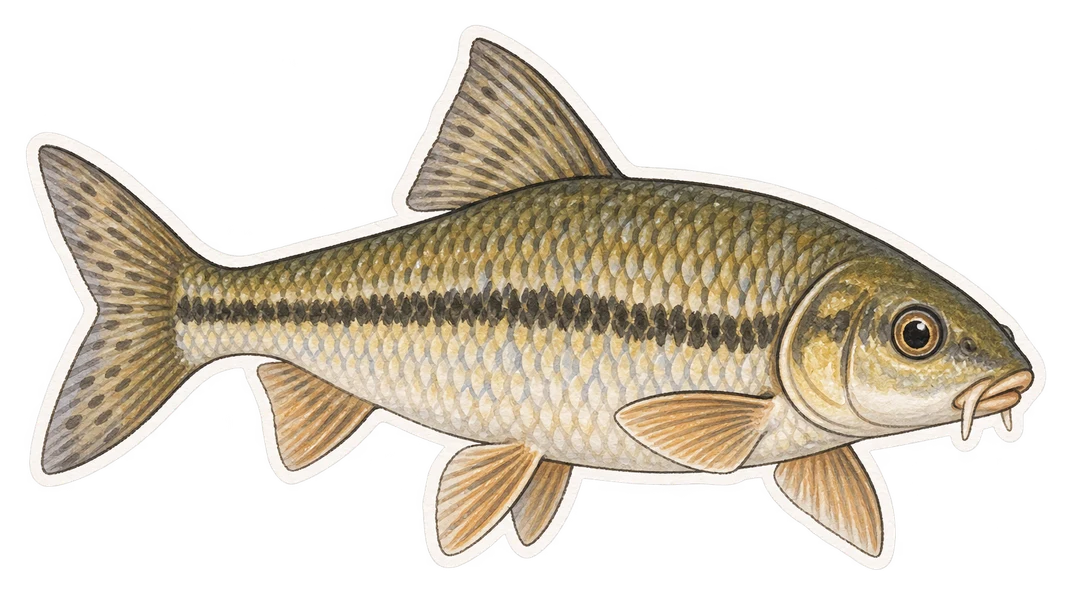 Le toxostome (Parachondrostoma toxostoma)