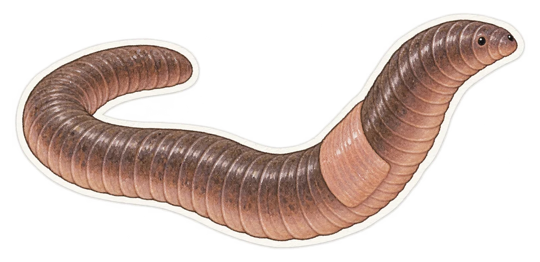Le ver gris (Aporrectodea caliginosa)