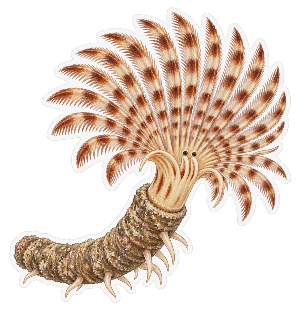 Le spirographe (Sabella spallanzanii)
