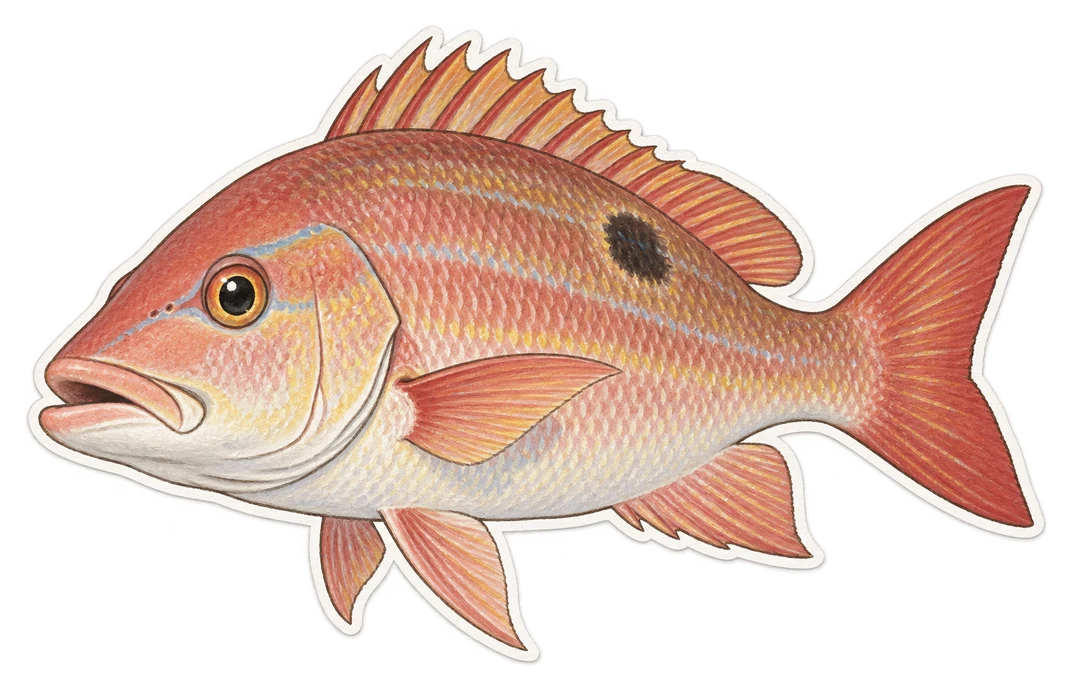 Le vivaneau africain (Lutjanus agennes)