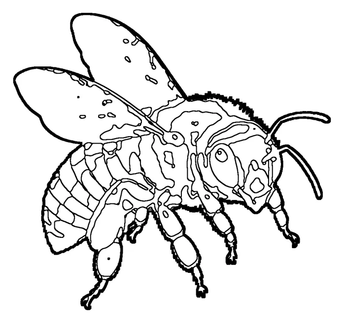 Coloriage : Abeille domestique