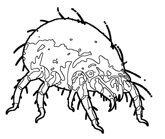Coloriage : Acarien de la poussière