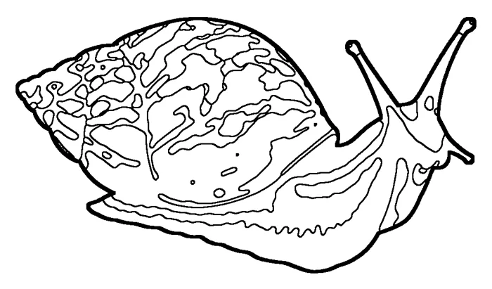 Coloriage : Achatine