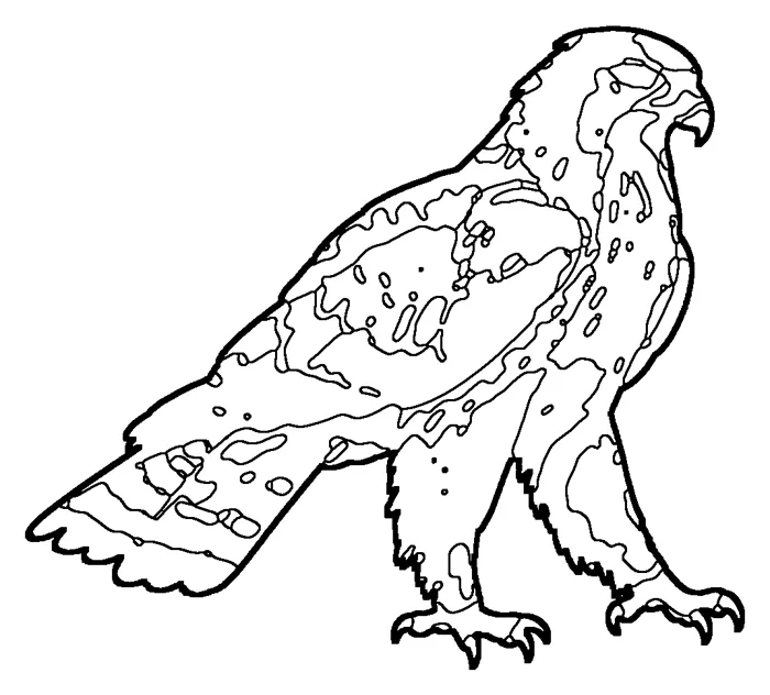 Coloriage : Aigle botté