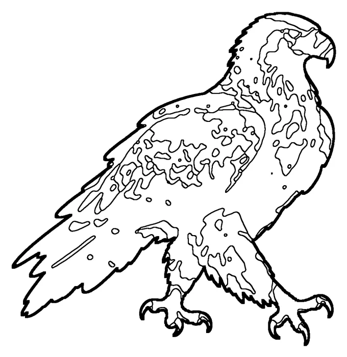 Coloriage : Aigle d'Australie