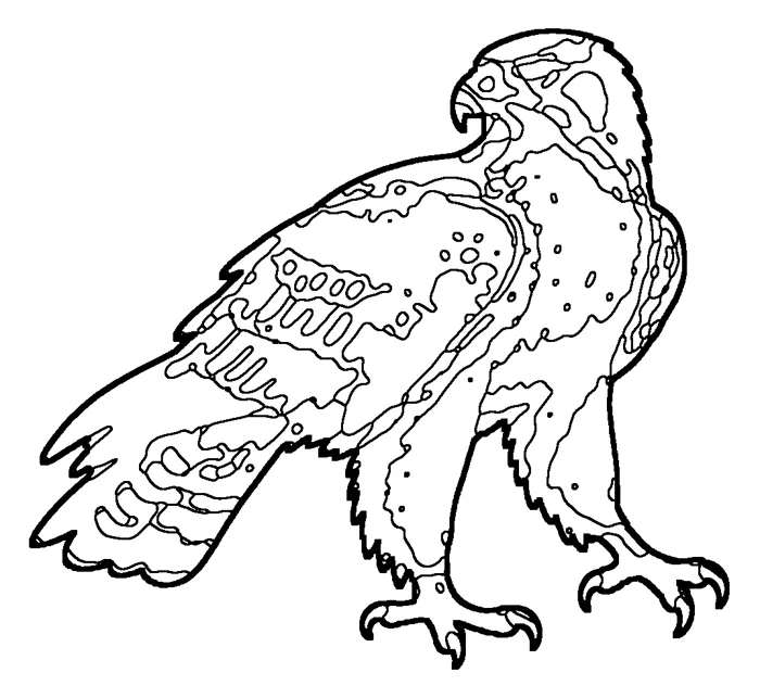 Coloriage : Aigle de Bonelli