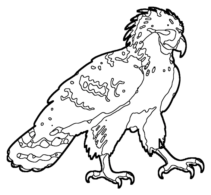 Coloriage : Aigle des singes